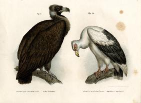 Cinereous Vulture