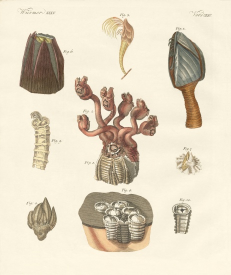 Cirrhipodas, Bristleworms or brachiopods od German School, (19th century)