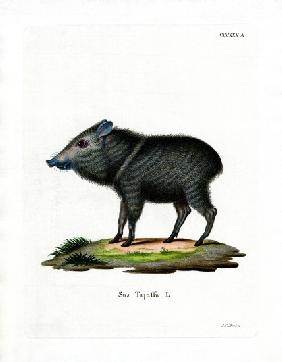 Collared Peccary