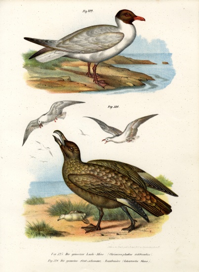 Common Black-headed Gull od German School, (19th century)