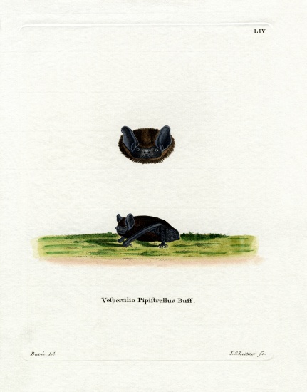 Common pipistrelle od German School, (19th century)