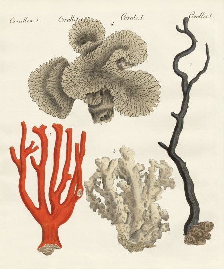 Corals od German School, (19th century)