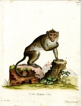 Crab-eating Macaque