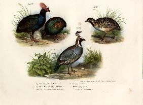 Crested Wood Partridge