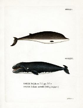 Cuvier's Beaked Whale