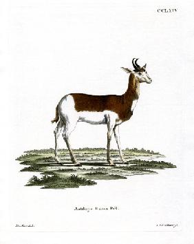 Dama Gazelle