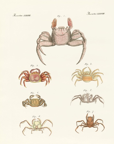 Different kinds of crabs od German School, (19th century)