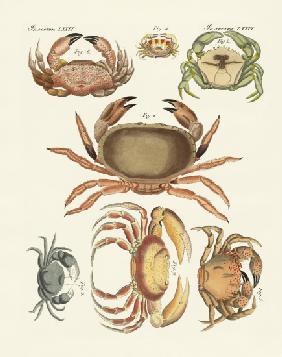 Different kinds of crabs