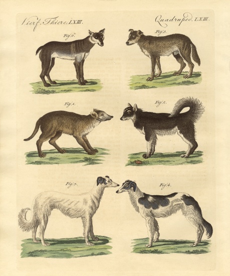 Different kinds of dogs od German School, (19th century)