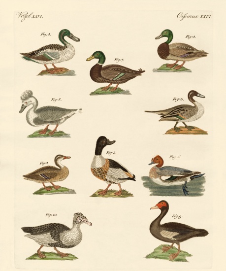 Different kinds of ducks od German School, (19th century)