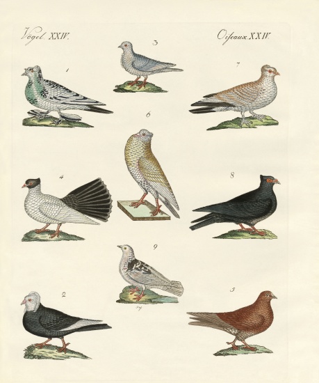 Different kinds of pigeons od German School, (19th century)