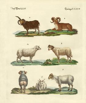 Different kinds of sheep