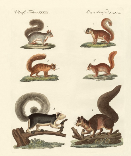 Different kinds of squirrels od German School, (19th century)