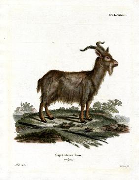 Domestic Goat