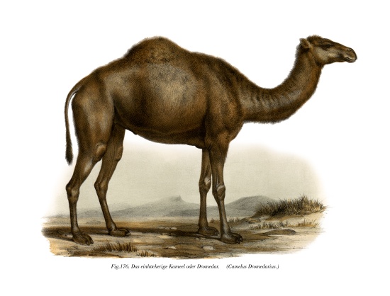 Dromedary od German School, (19th century)