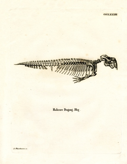 Dugong Skeleton od German School, (19th century)