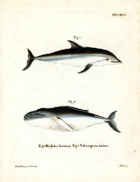 Dusky Dolphin