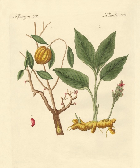 Dye plants od German School, (19th century)
