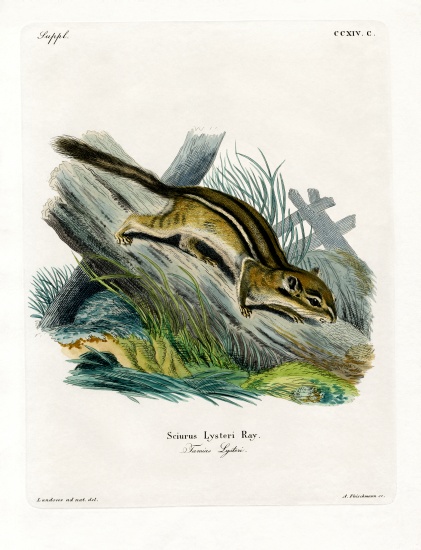 Eastern Chipmunk od German School, (19th century)