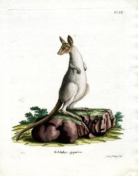 Eastern Grey Kangaroo