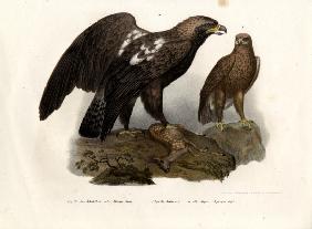 Eastern Imperial Eagle