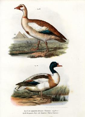 Egyptian Goose