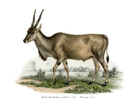 Eland