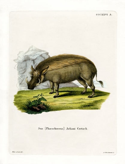 Eritrean Warthog od German School, (19th century)