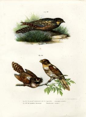 Eurasian Nightjar