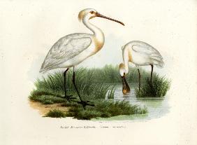 Eurasian Spoonbill