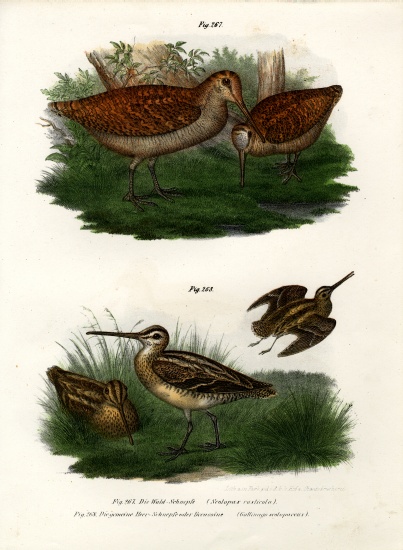 Eurasian Woodcock od German School, (19th century)