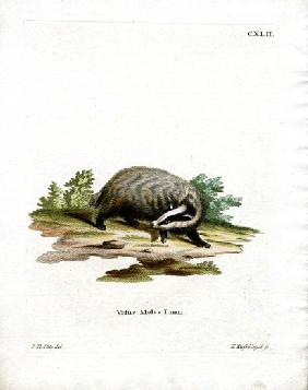 European Badger