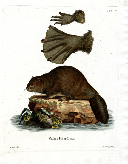 European Beaver od German School, (19th century)