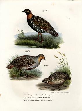 European Francolin