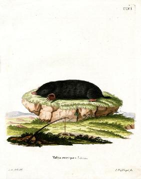 European Mole