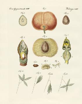 Evolution and reproduction of plants and sleep of the leaves