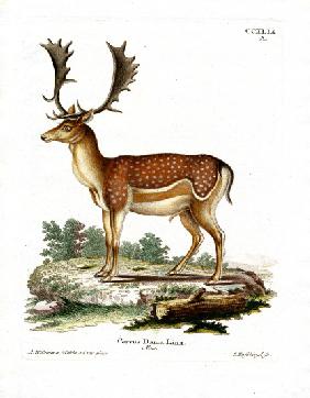 Fallow Deer