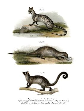 Genet