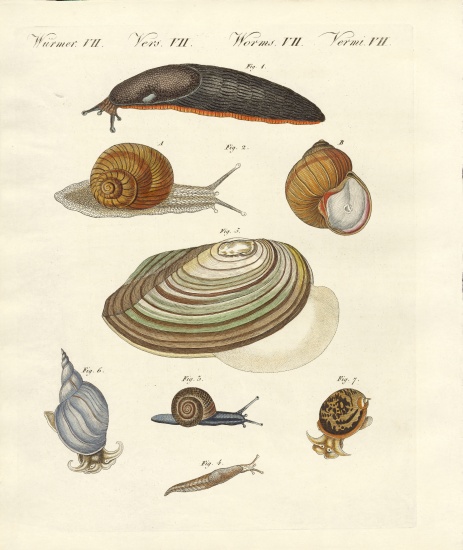 German snails od German School, (19th century)