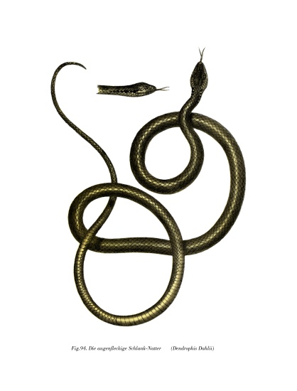 Ghamcheh Snake od German School, (19th century)