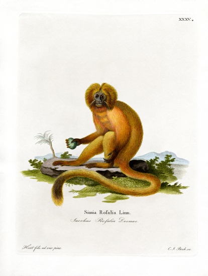 Golden Lion Tamarin od German School, (19th century)