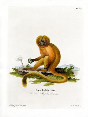 Golden Lion Tamarin