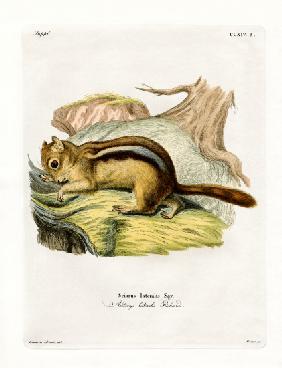 Golden-mantled Ground Squirrel