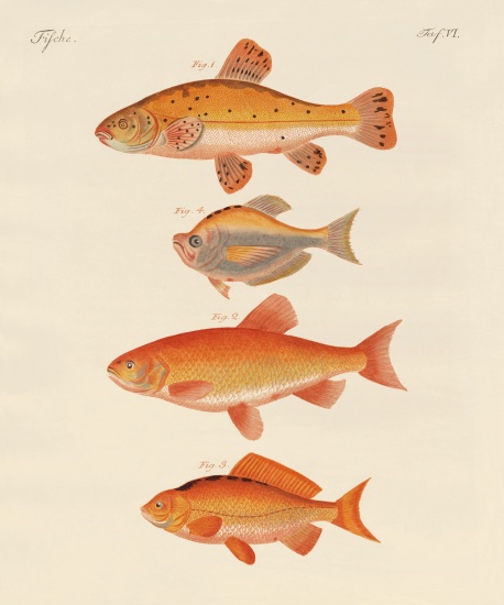 Goldfish od German School, (19th century)
