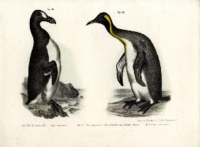 Great Auk