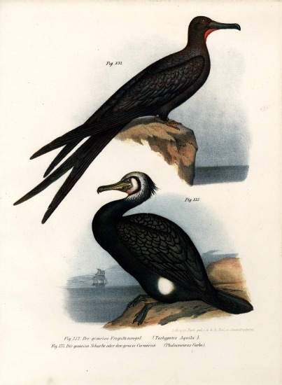 Great Frigate Bird od German School, (19th century)