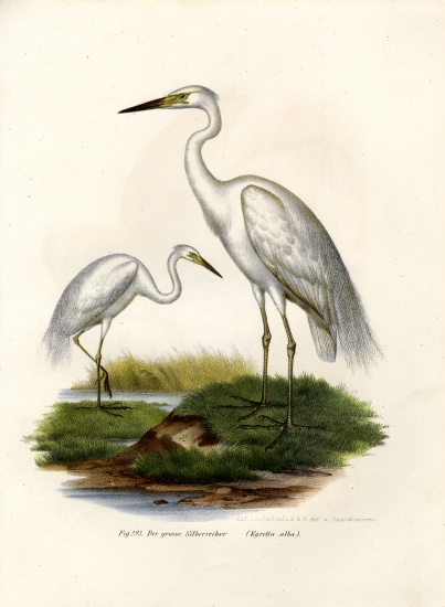 Great White Egret od German School, (19th century)