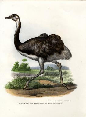 Greater Rhea