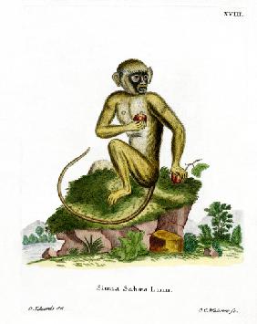 Green Monkey