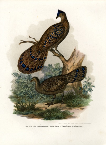 Grey Peacock-Pheasant od German School, (19th century)